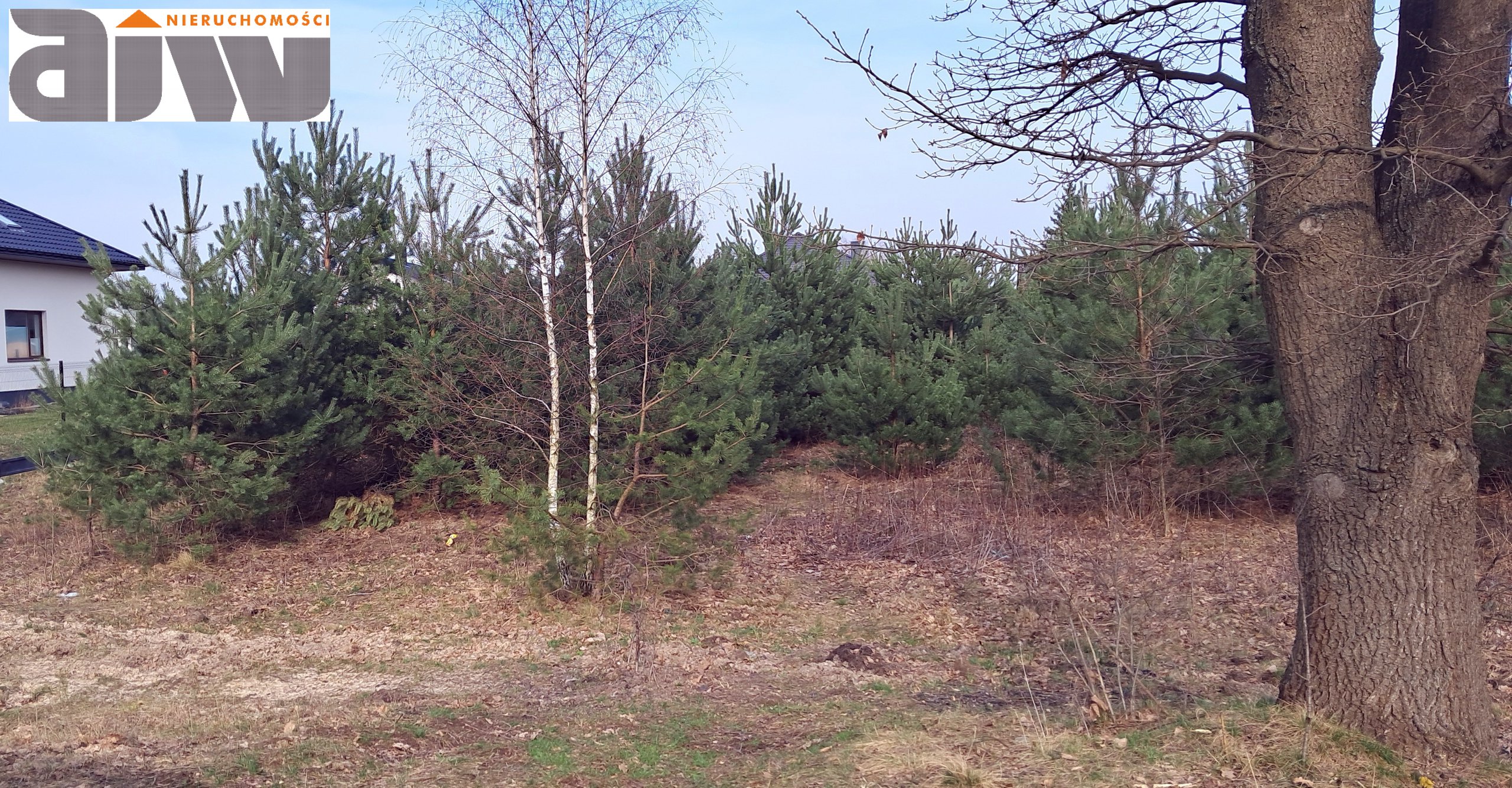 Działka wśród sosen na dom mieszkalny z potencjałem usługowym/ handlowym. Łajski powiat Legionowski - zdjęcie 3