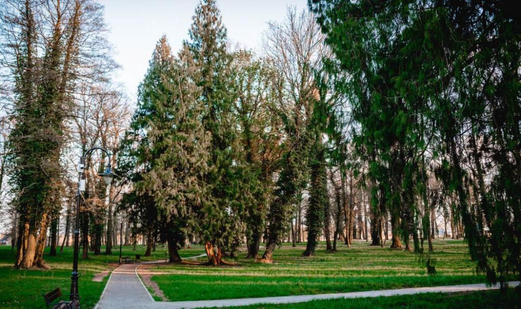 Działka inwestycyjna 1,00 ha, Radwanice, Katarzyńska - zdjęcie 4