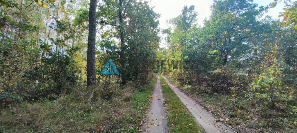 Działka położona w sąsiedztwie lasów i jeziora - zdjęcie 19