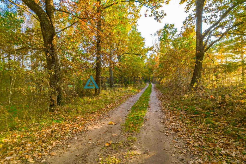 Działka położona w sąsiedztwie lasów i jeziora - zdjęcie 7