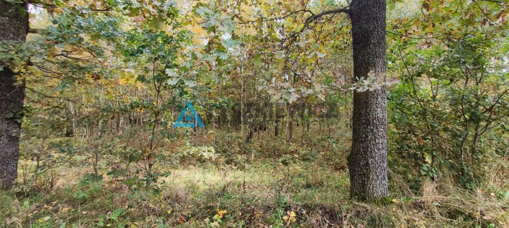 Działka położona w sąsiedztwie lasów i jeziora - zdjęcie 18
