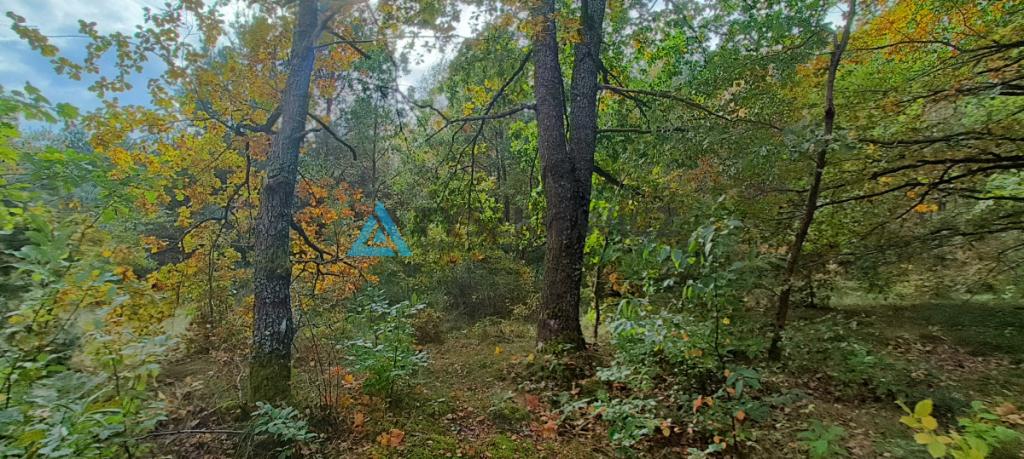 Działka położona w sąsiedztwie lasów i jeziora - zdjęcie 21