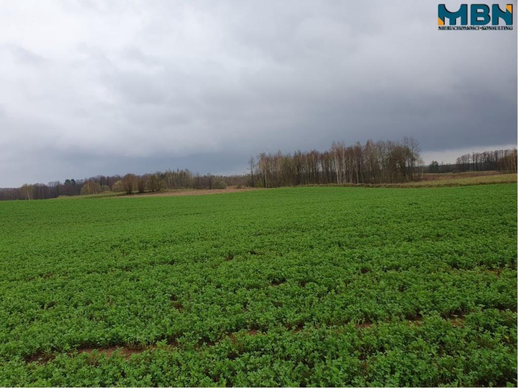 Działka rolna 4,11 ha, Orłowo - zdjęcie 3
