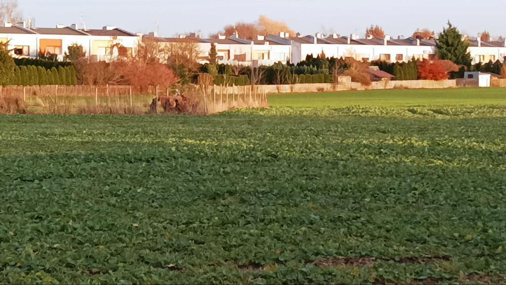 Działka budowlana 6819&nbsp;m², Batorowo, Stefana Batorego - zdjęcie 3
