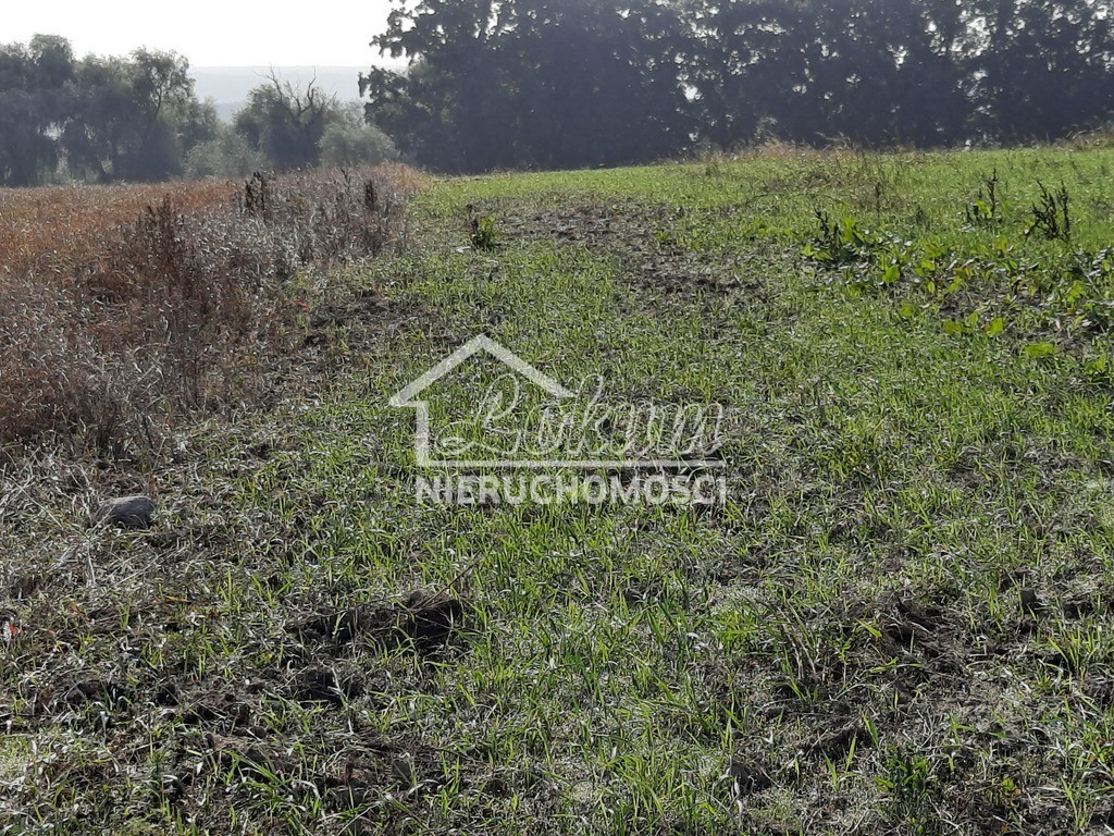 Działka budowlana 2,02&nbsp;ha, Kurów - zdjęcie 8