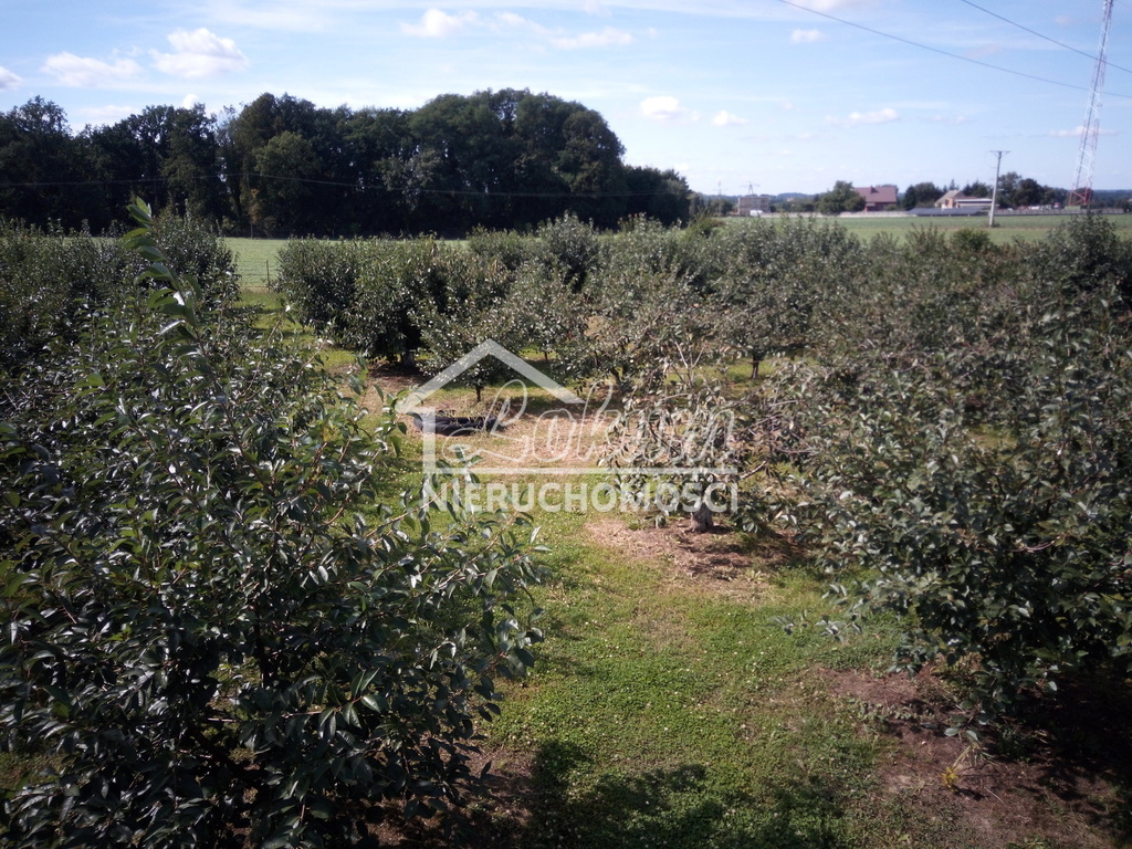 Działka rolna 1,94&nbsp;ha, Banie - zdjęcie 4