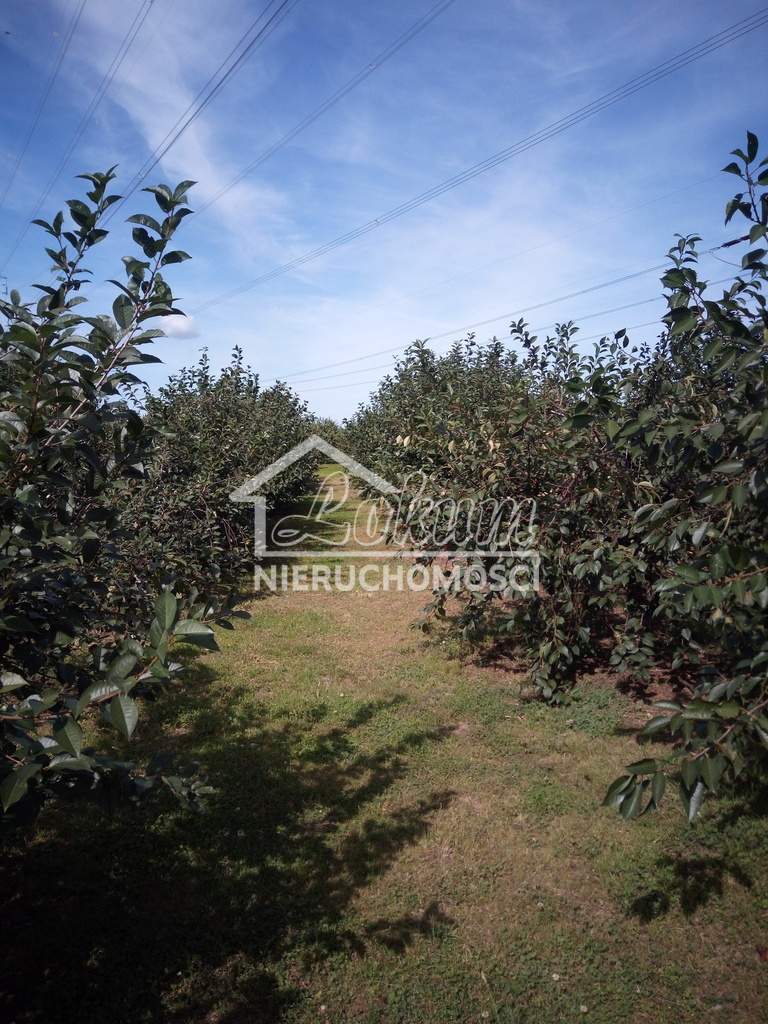 Działka rolna 1,94&nbsp;ha, Banie - zdjęcie 3