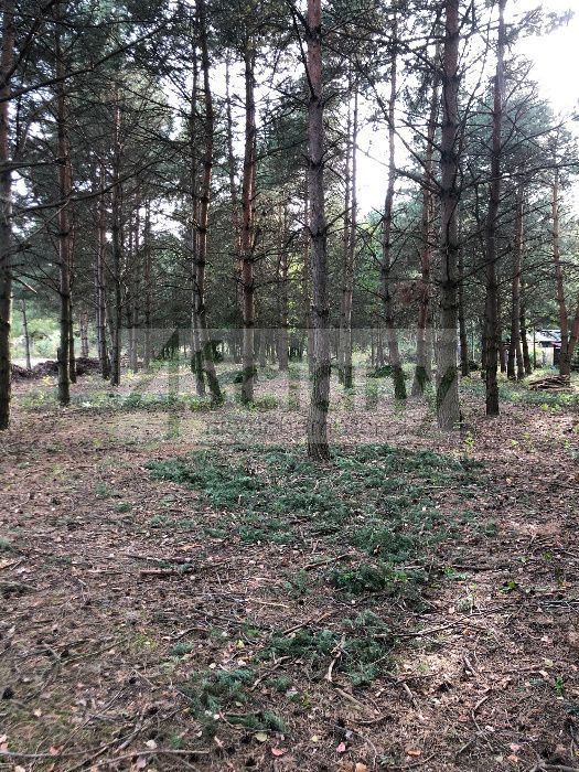 Działka budowlana 3400&nbsp;m², Mieszkowo - zdjęcie 3