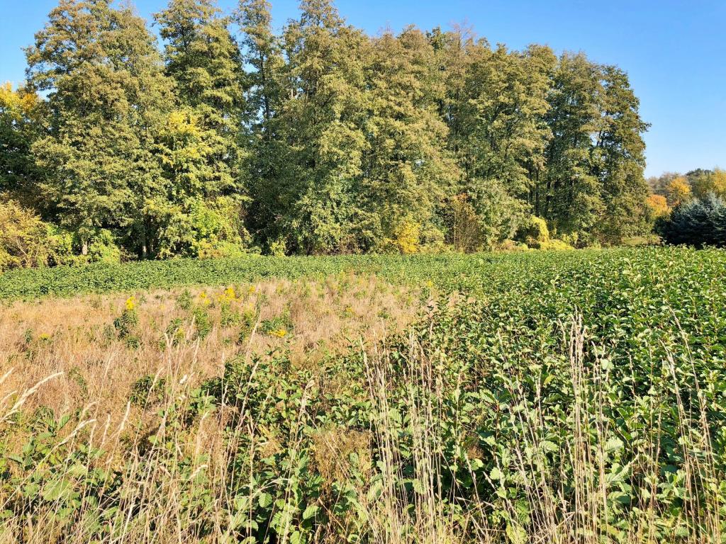 Działka budowlana 3287 m², Raków - zdjęcie 6