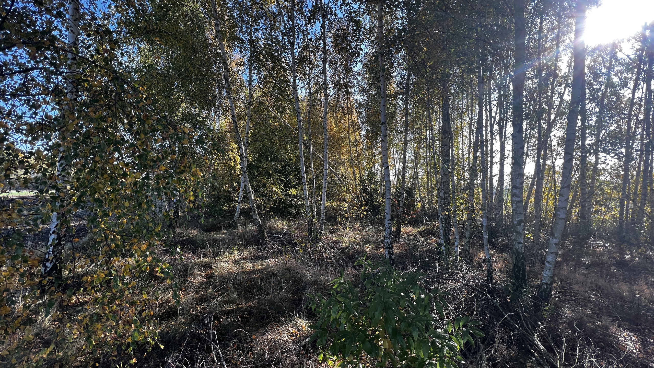 Działka 1,4 ha 4400 m2 pod budownictwo mieszkaniowe - zdjęcie 9