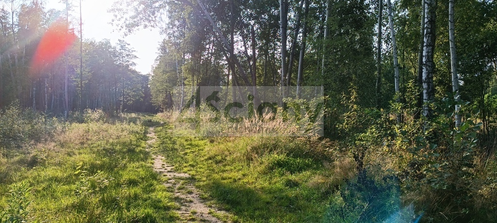 Działka budowlana 8294&nbsp;m², Czarny Las - zdjęcie 6