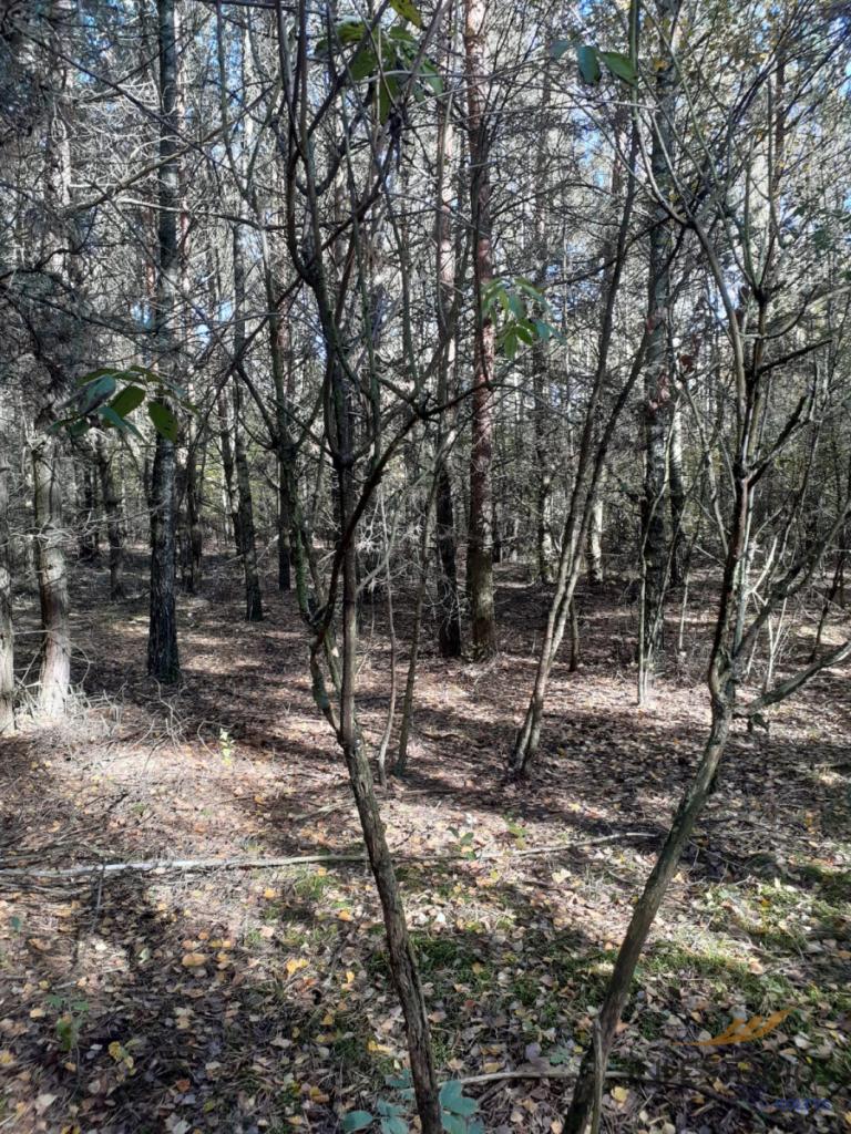 Działka rolna 1,5 ha 60 min od Warszawy - zdjęcie 5