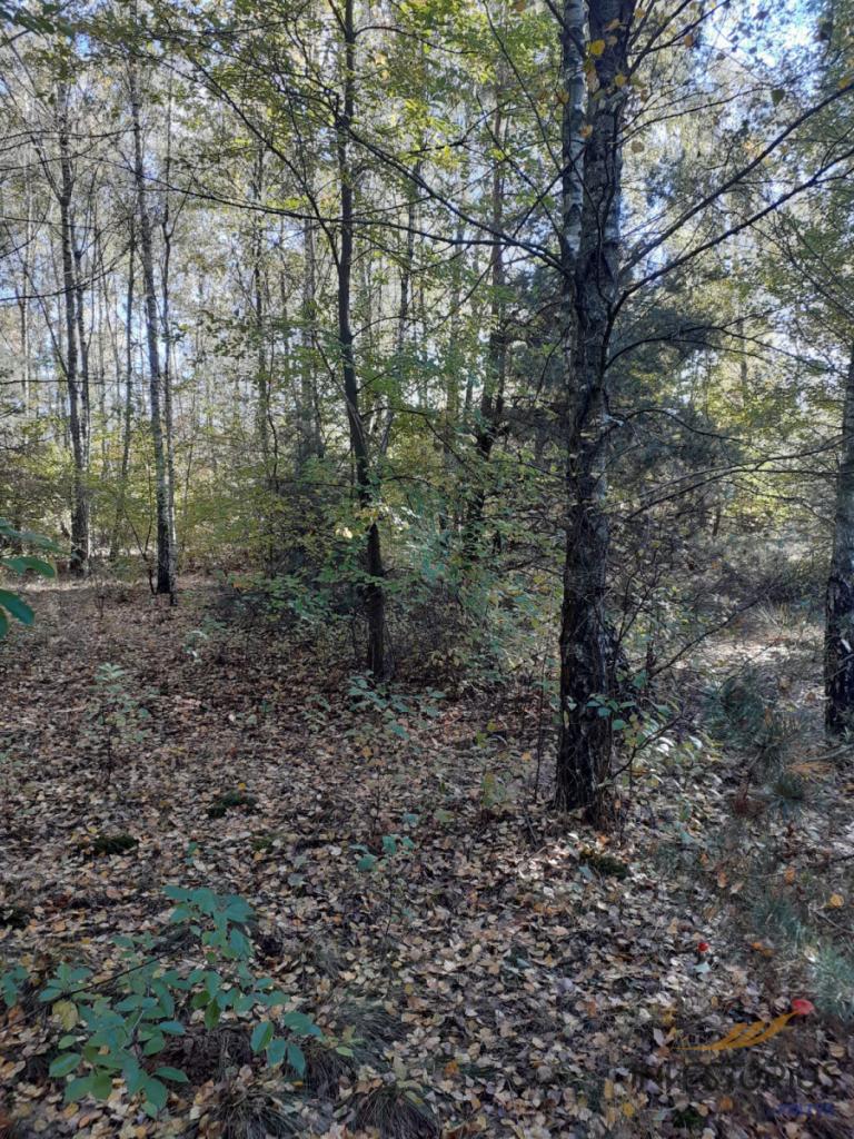 Działka rolna 1,5 ha 60 min od Warszawy - zdjęcie 4