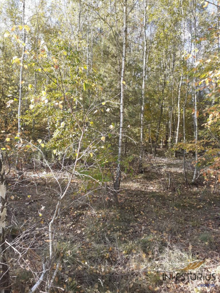 Działka rolna 1,5 ha 60 min od Warszawy - zdjęcie 9