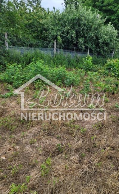 Działka budowlana 1200 m², Rajsko - zdjęcie 3