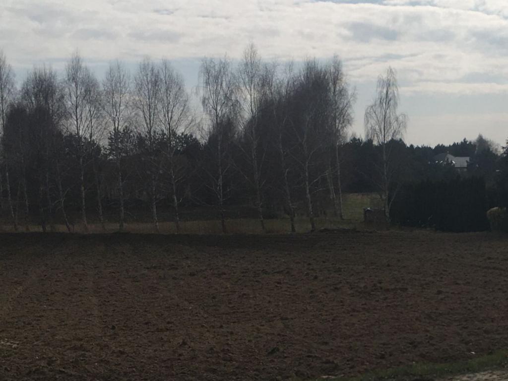 Zieleń dookoła, wszystkie media - zdjęcie 1