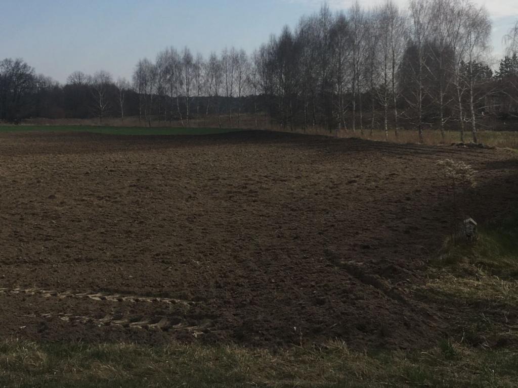 Zieleń dookoła, wszystkie media - zdjęcie 3