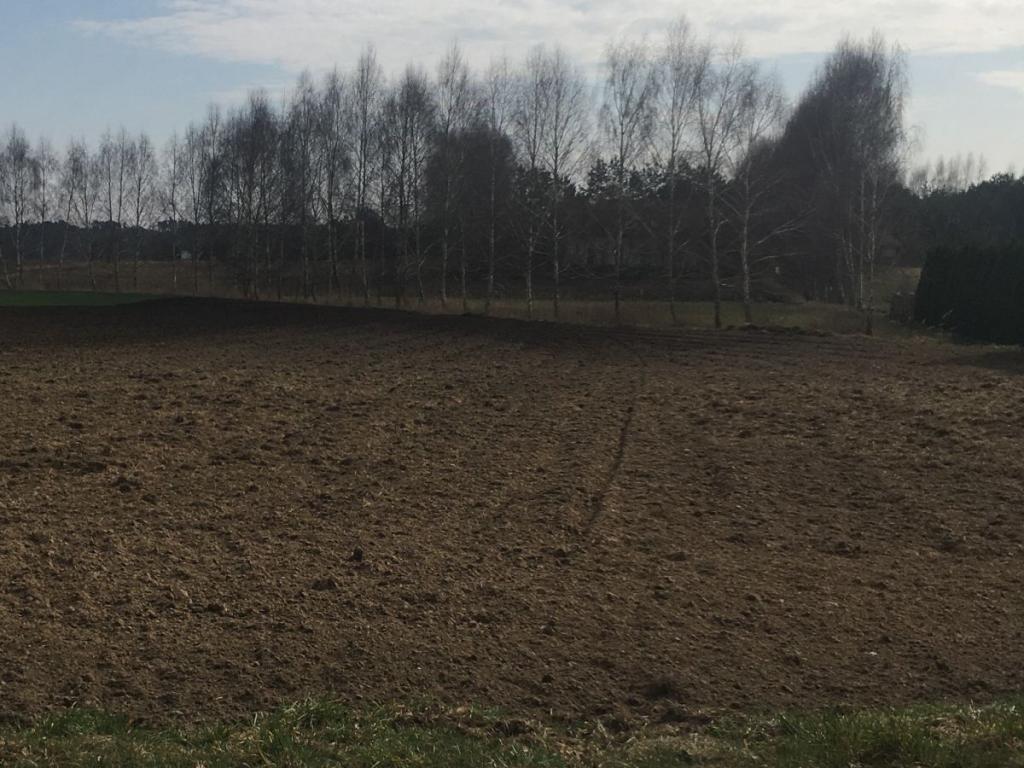 Zieleń dookoła, wszystkie media - zdjęcie 2