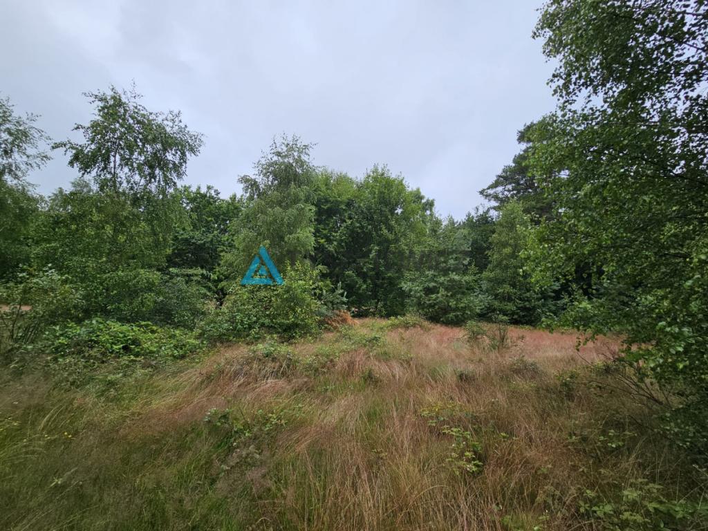 Działka leśna - zdjęcie 19
