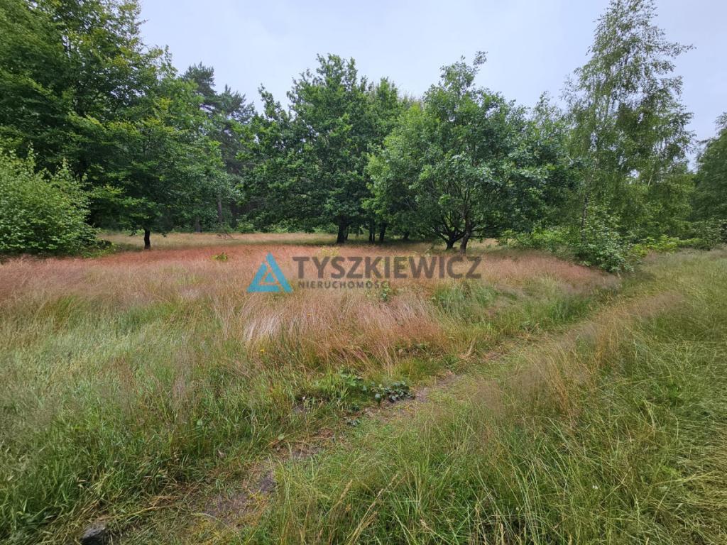 Działka leśna - zdjęcie 2