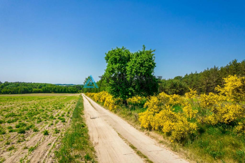 Działka rolna o pow. 1 ha Dębnica Kaszubska - zdjęcie 6