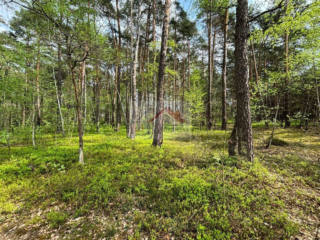 Działka budowlana 4958&nbsp;m², Wiązowna, Jagodowa - zdjęcie 5