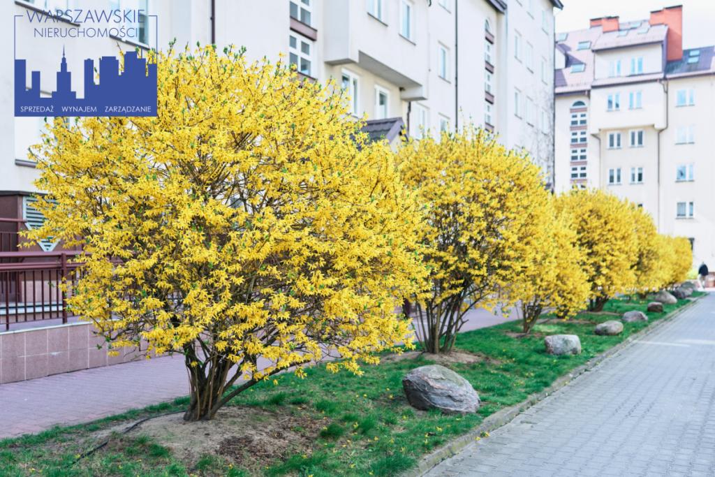 Dwupoziomowe przestronne ciche przy Lesie Kabackim - zdjęcie 21