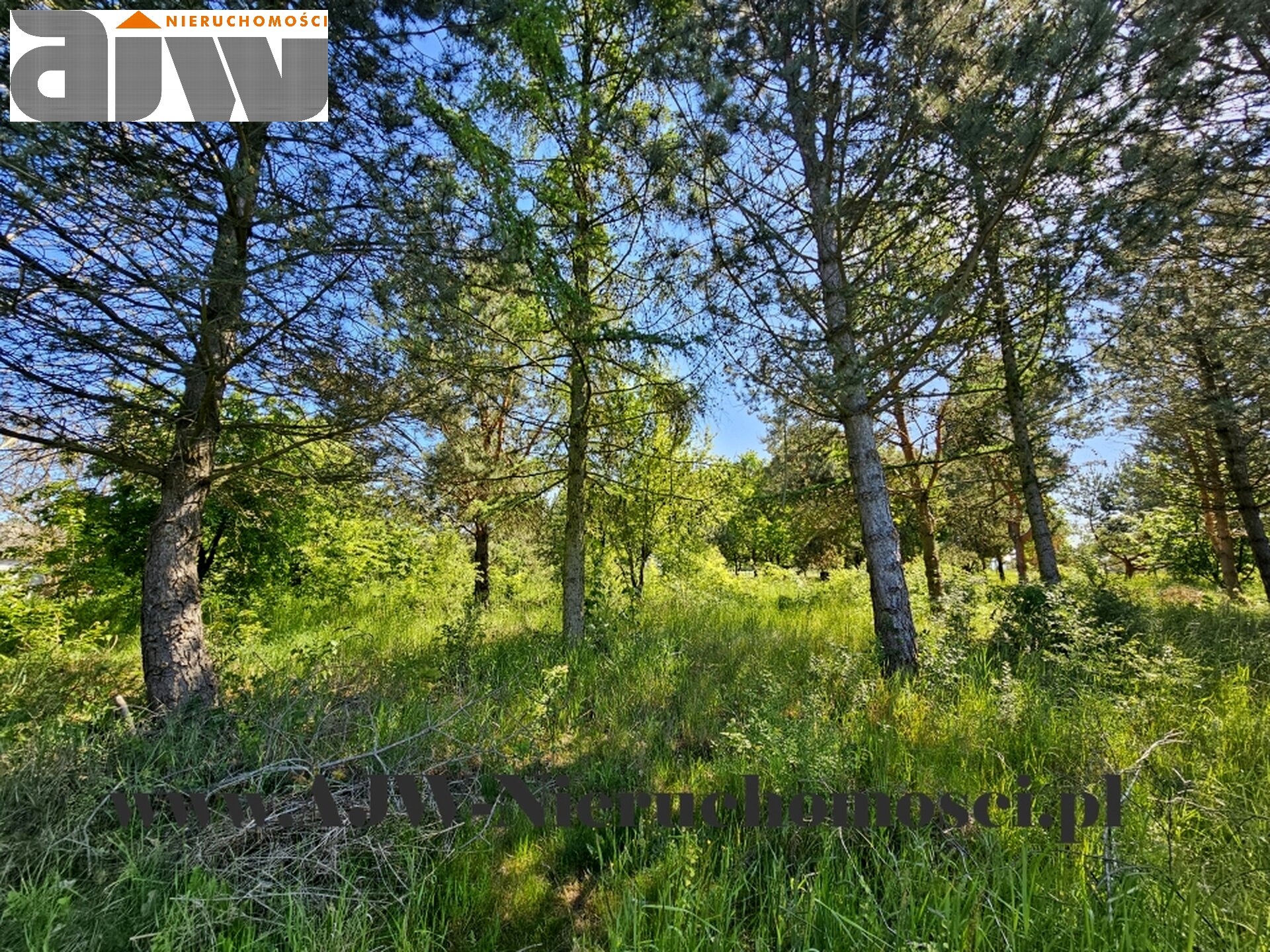 Secyminek dwa domy na 1,5 ha - zdjęcie 13