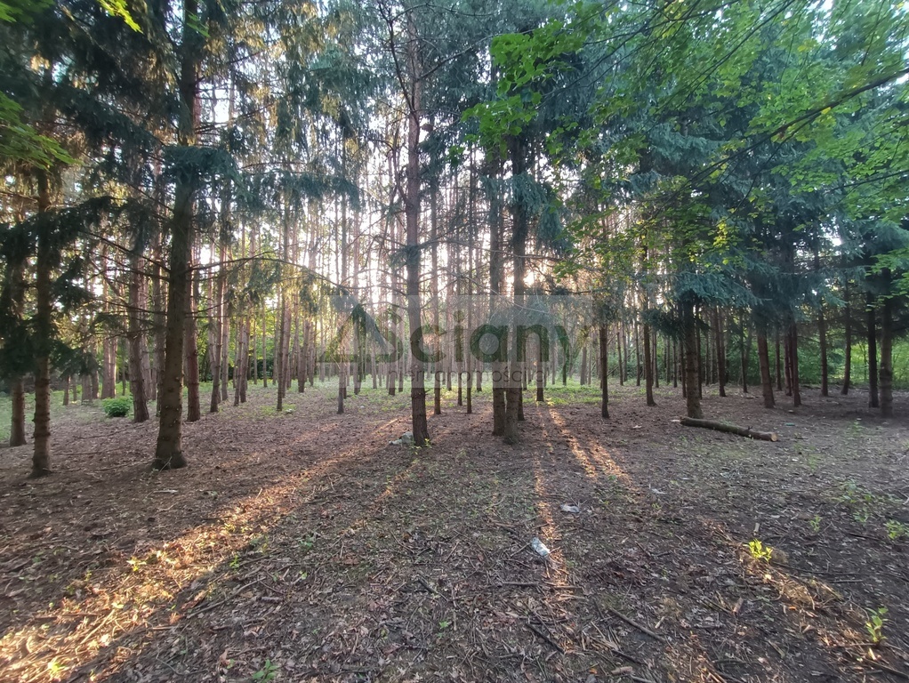 Działka budowlana 1351 m², Sulejówek - zdjęcie 7