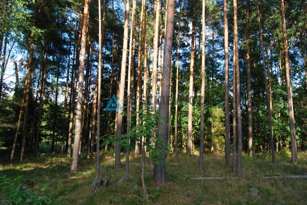 Działka przy lesie i koło rzeczki! - zdjęcie 28