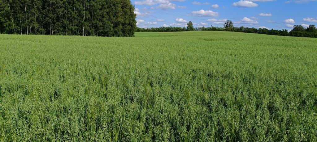 Działka rolna 3000&nbsp;m², Pozezdrze - zdjęcie 13