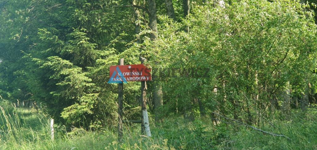 Smołdziński Las działka inwestycyjna - zdjęcie 13
