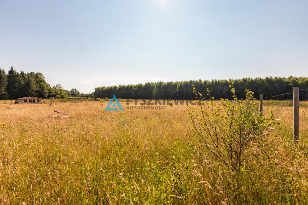 Dąbrowa Brzezieńska gm. Łęczyce działka 3000m2 - zdjęcie 13