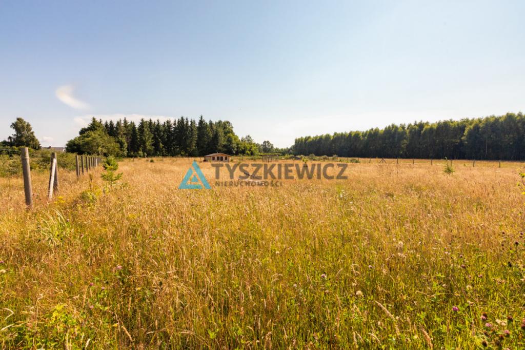 Dąbrowa Brzezieńska gm. Łęczyce działka 3000m2 - zdjęcie 12