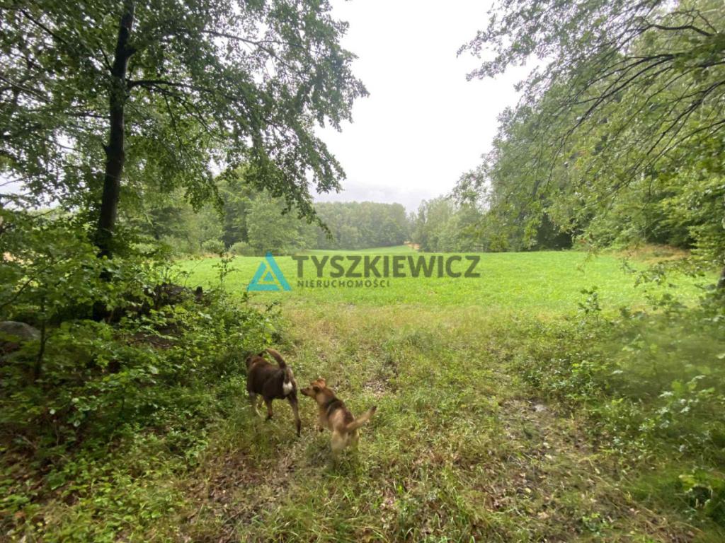 Działka rolna w miejscowości Szumles Królewski - zdjęcie 4