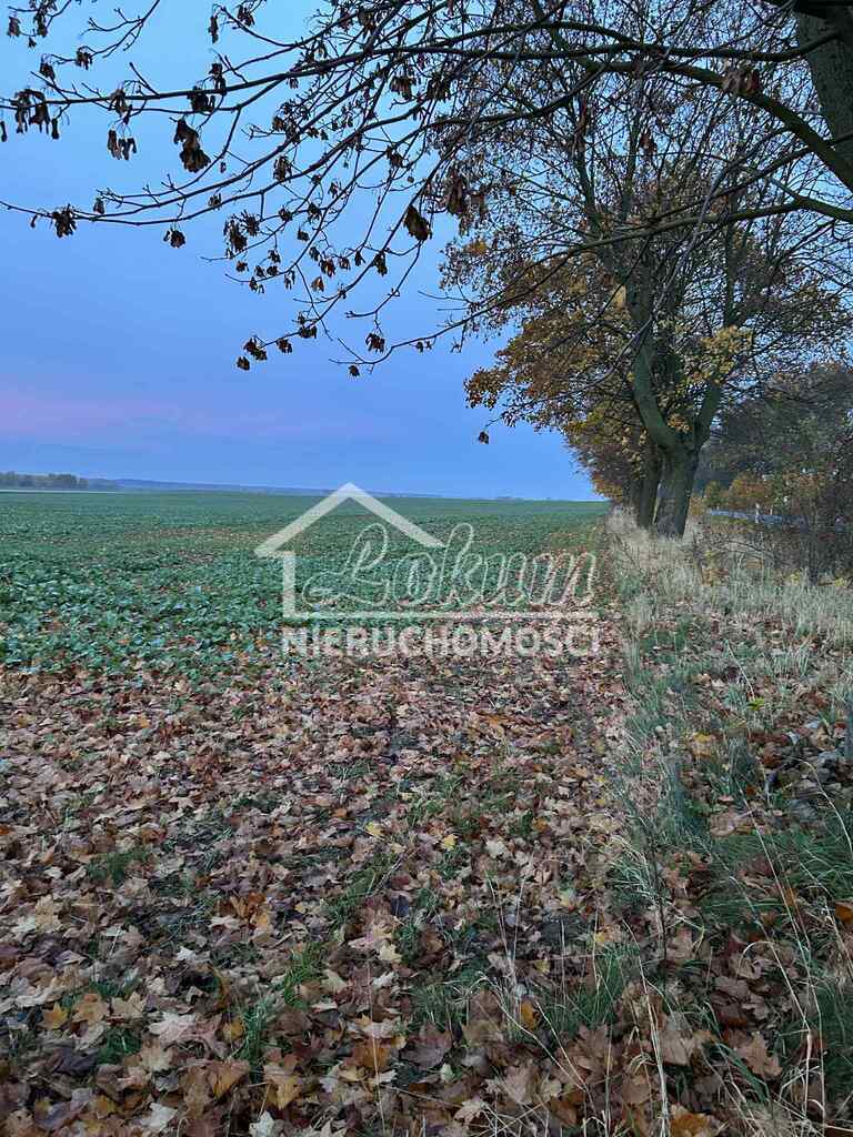 Działka budowlana 2,62&nbsp;ha, Banie - zdjęcie 3