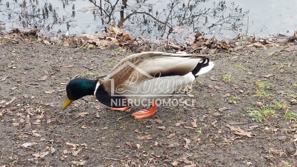 Działka rolna 1,13&nbsp;ha, Mielno - zdjęcie 4