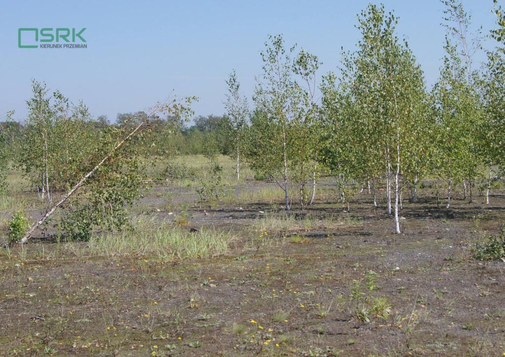 Działka inwestycyjna 15,77 ha, Zabrze, Lubuska - zdjęcie 4