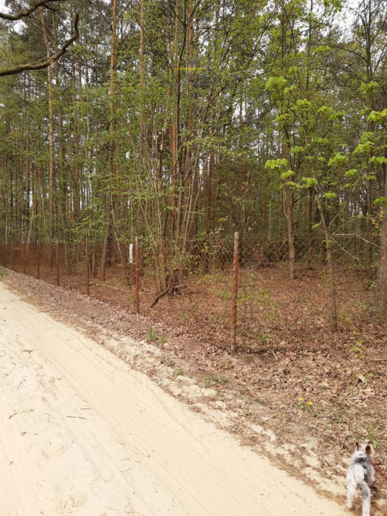 Działka rekreacyjna 1011 m², Cyprianów - zdjęcie 3
