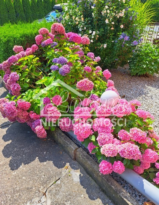 Dom 160 m², Szczecin - zdjęcie 2