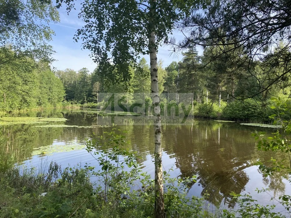 Działka budowlana 2,18 ha, Janinów - zdjęcie 4