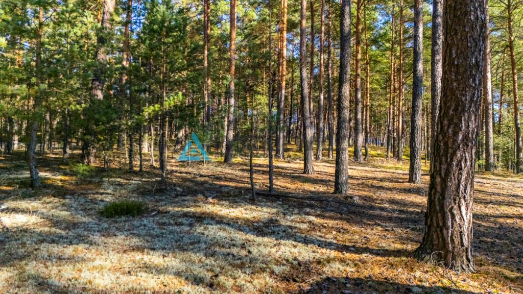 Las z własnym jeziorem - Nierostowo - zdjęcie 7
