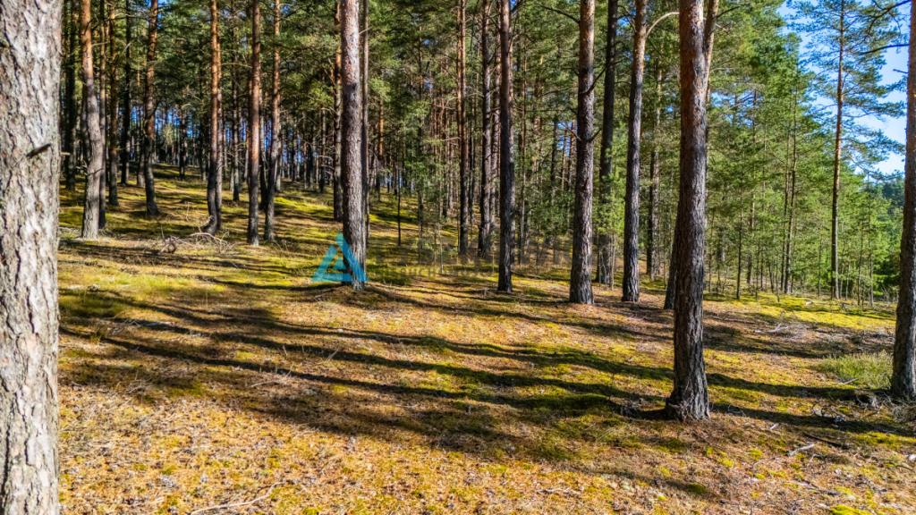 Las z własnym jeziorem - Nierostowo - zdjęcie 8