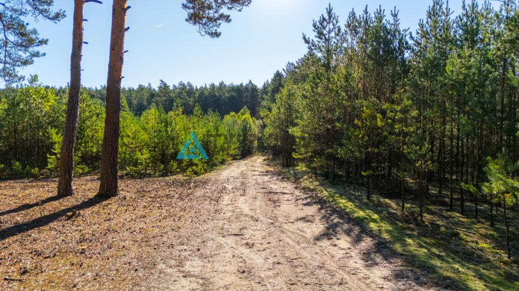 Las z własnym jeziorem - Nierostowo - zdjęcie 10