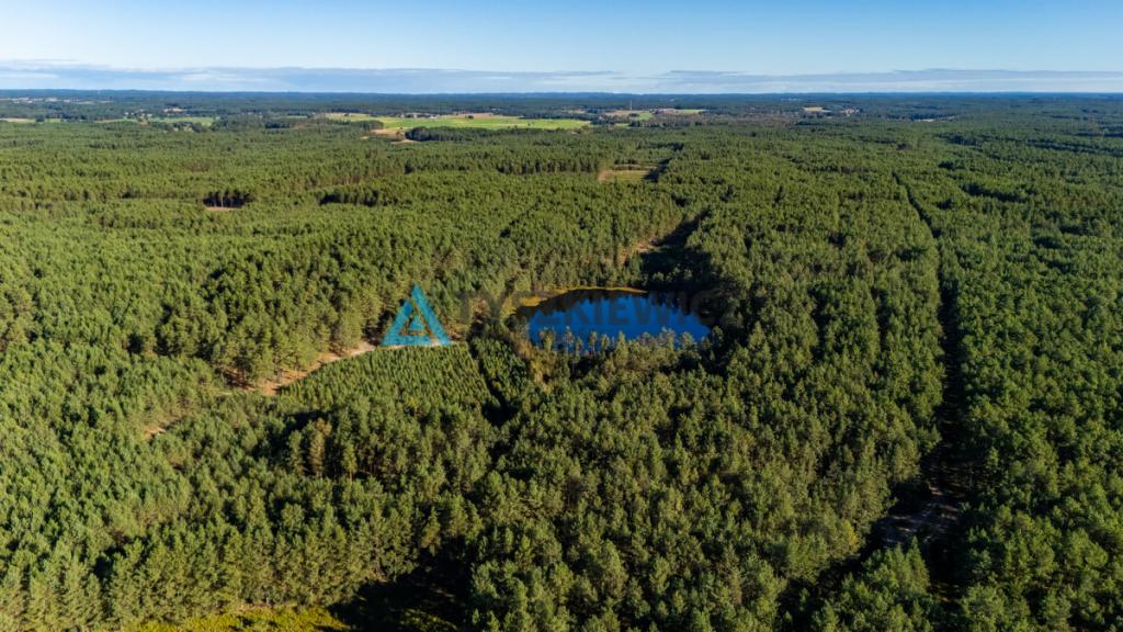 Las z własnym jeziorem - Nierostowo - zdjęcie 2