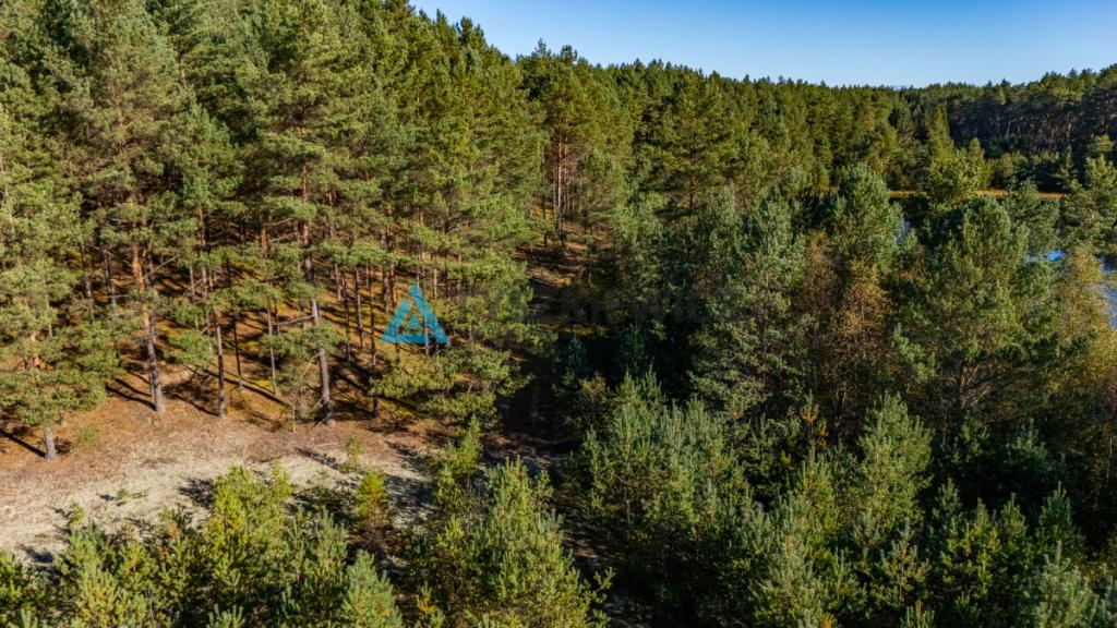 Las z własnym jeziorem - Nierostowo - zdjęcie 9