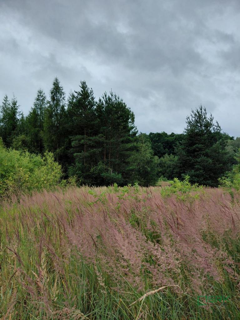 Działka inwestycyjna 1,56&nbsp;ha, Mysłowice, Aleja Spacerowa i  Zacisze - zdjęcie 7