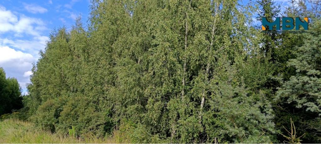 Działka rolna 10,96&nbsp;ha, Miłki - zdjęcie 17
