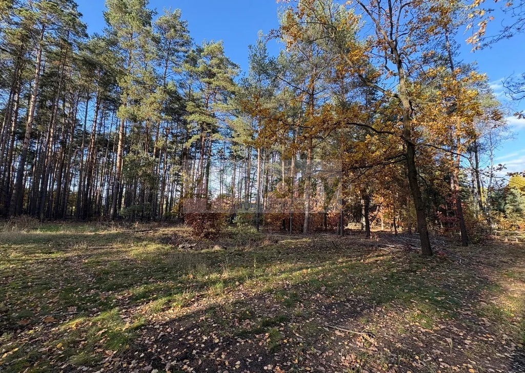 Działka budowlana 4000 m², Marynin - zdjęcie 5