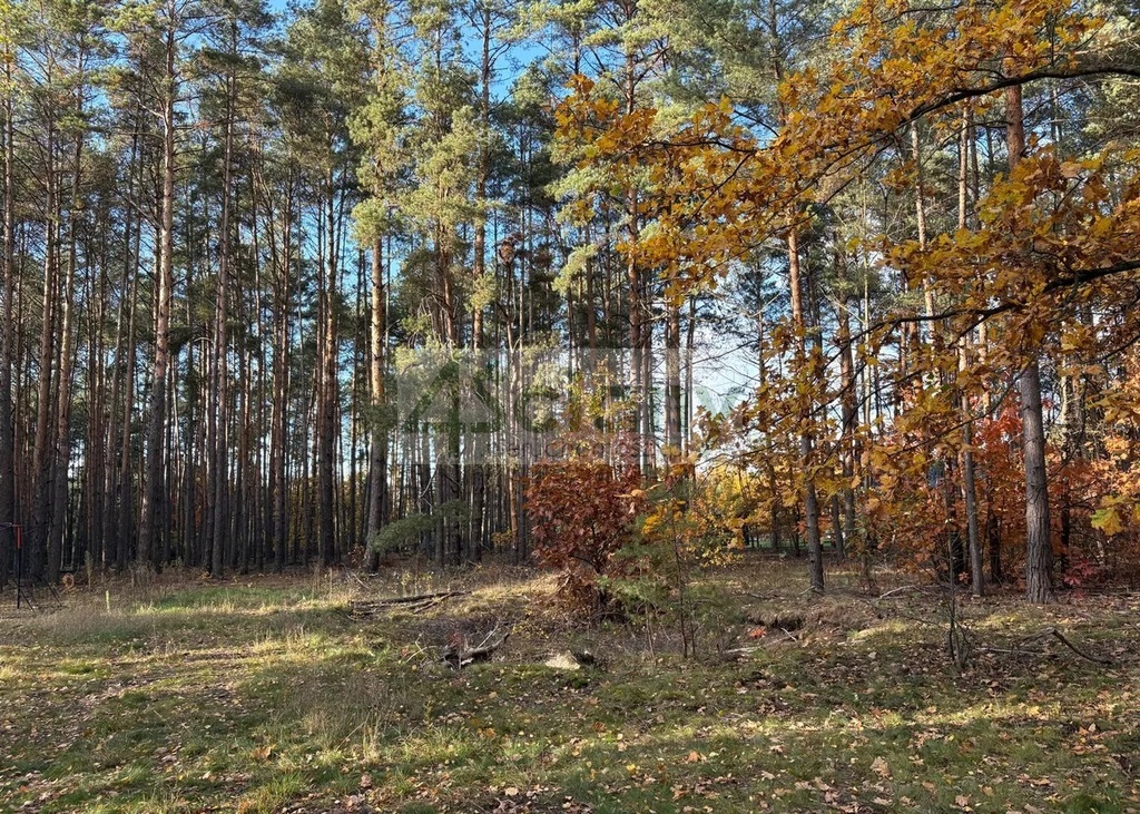 Działka budowlana 4000 m², Marynin - zdjęcie 1